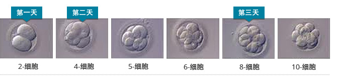 Stages of a Human Embryo Development