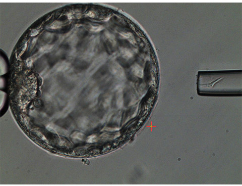 Embryos